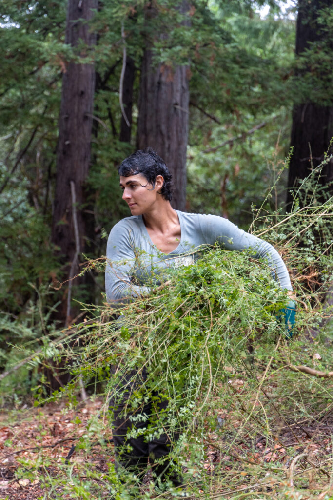 A person with dark hair and a gray shirt holds a big pile of French Broom which they are carrying over to a burn pile. 