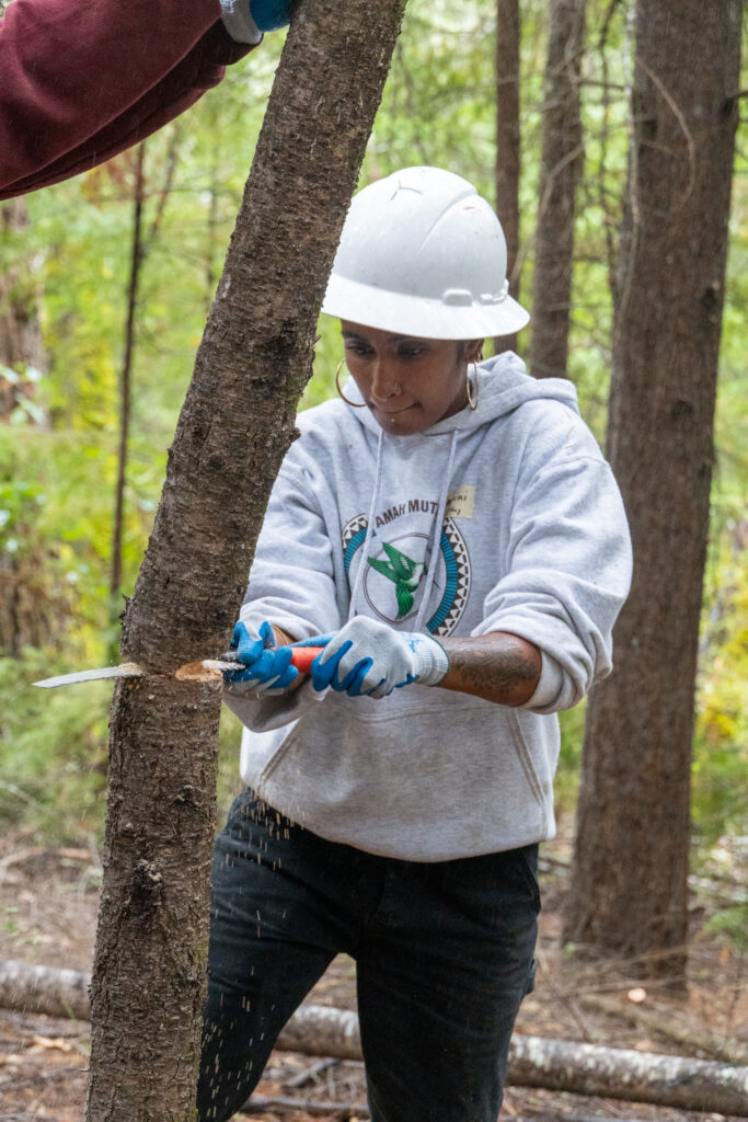 A person wearing a white hard hat holds a handsaw and saws into a Douglas fir sapling with the forest in the background. 